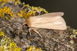 commonwainscot03 kedlockfeus 080721