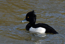 tuftedduck02 radiploelake 141219