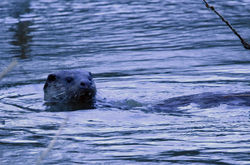 otter03 blandford 141217