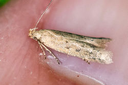 Scrobipalpa acuminatella01 carphin 230526