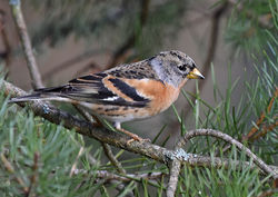 brambling01 lochgarten 220119