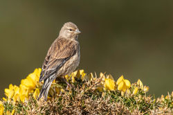 linnet01 fifeness 110521