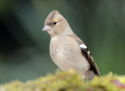 chaffinch dunmara 290315