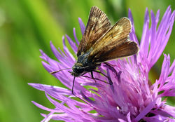 lulworthskipper06 durlston 170817