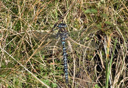 commonhawker01 mortonlochs 010917