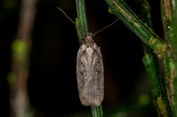 Agonopterix scopariella02 tentsmuirpoint 120323