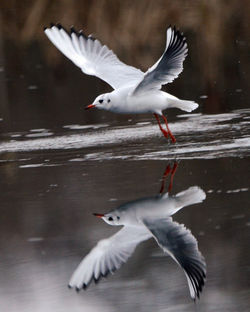 blackheadedgull birnieloch 311214