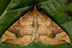 northernspinach01 tentsmuirpoint 080822