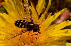 Dasysyrphus pinastri04 mortonlochs 040517