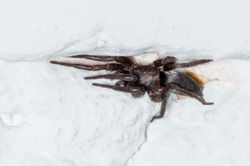 Scotophaeus blackwalli01 kedlockfeus 180821