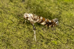 Gracillaria syringella03 bankheadmoss 290523