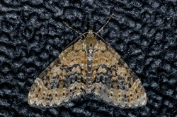 yellowbarredbrindle01 keilsden 220523