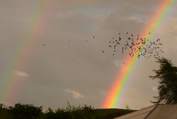 rainbow01 kedlockfeus 030617