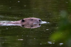 beaver15 160824 birnieloch