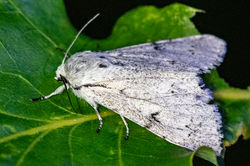 miller02 carphin 130625