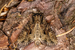 duskybrocade01 mortonlochs 200622