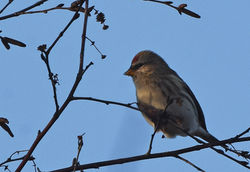 redpoll06 cameronreservoir 161118