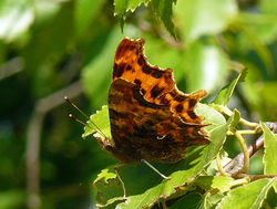 comma hicklingbroad 190713