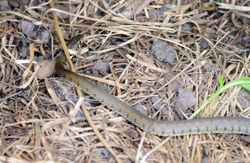 grasssnake2 powerstock 120615