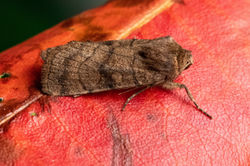 sixstripedrustic04 kedlockfeus 240721