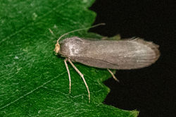 Achroia grisella01 cambogardens 240825