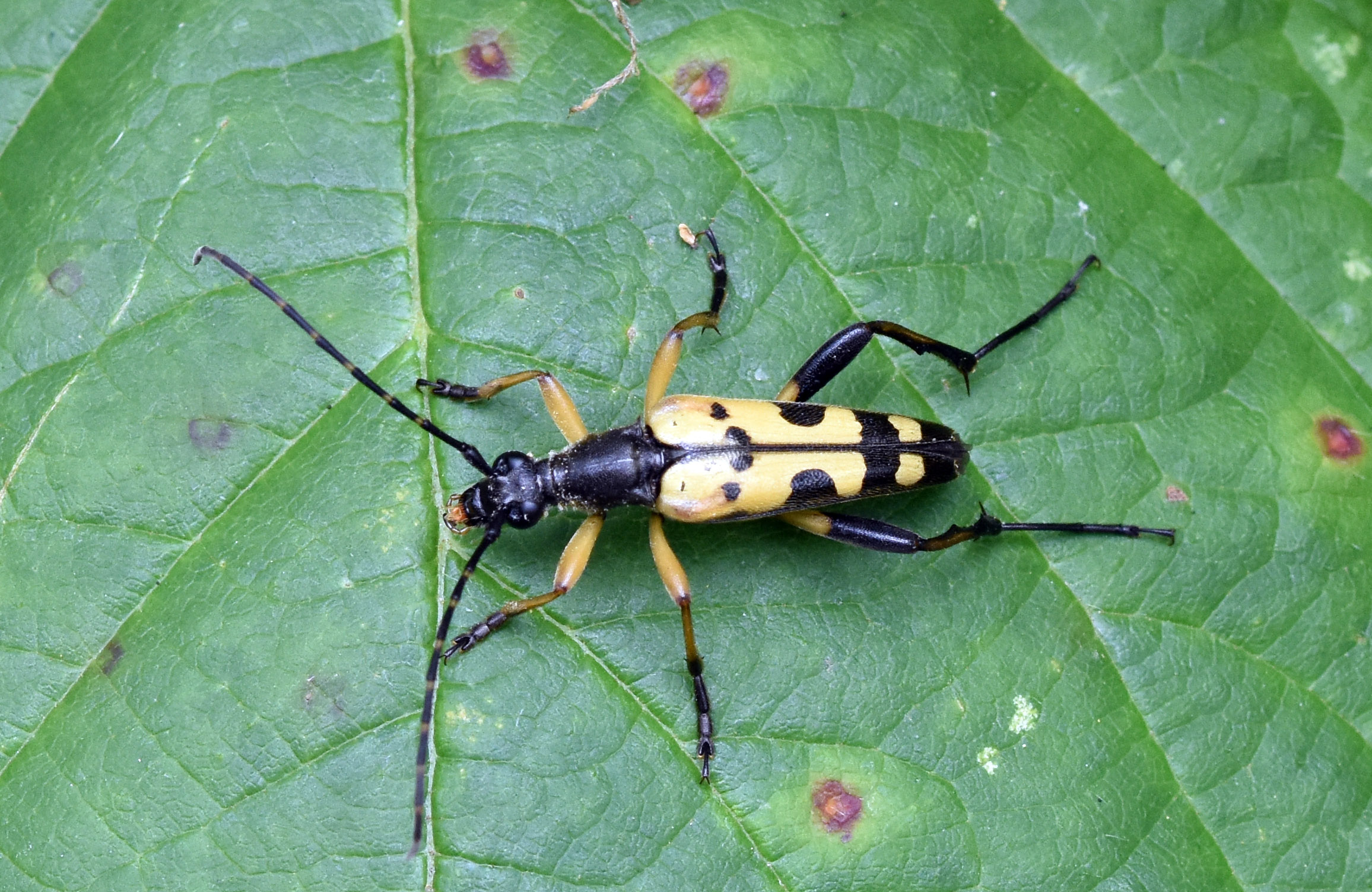 Black And Yellow Longhorn Beetle Wildlife Photography