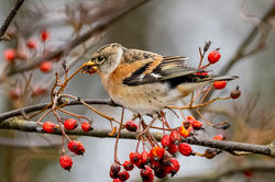 brambling01 lowerkilminning 211023