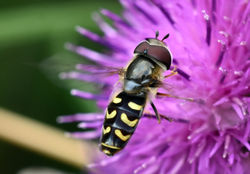 Scaeva selenitica02 mortonlochs 180816