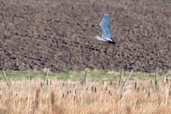 greyheron02b bankheadmoss 060224