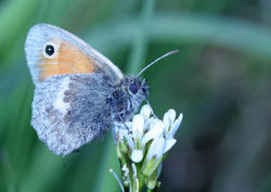 smallheath02 ruddonspoint 100619