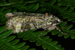 greenarches02 bankheadmoss 080723