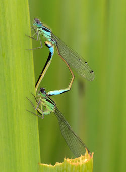 bluetaileddamselfly05 mortonlochs 080716