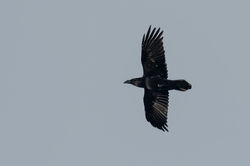 raven02 kedlockfeus 130124