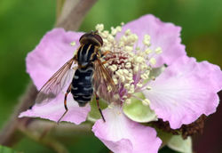 Anasimyia lineata03 warehorne 290617