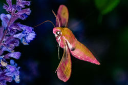 elephanthawkmoth03 cambo 160626