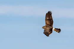 henharrier01 bankheadmoss 240325