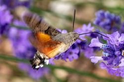 hummingbirdhawkmoth02 kedlockfeus 060726