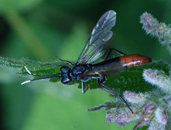 Tenthredo livida01 clattoreservoir 20072