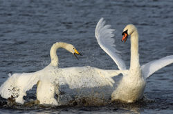 whooperswan19 lethampools 241018