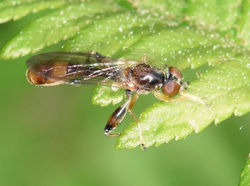 Sphegina siberica01 tentsmuir 010618