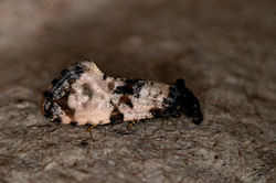 Cochylichroa atricapitana01 carphin 130625