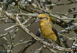 crossbill03 tentsmuirpoint 170319