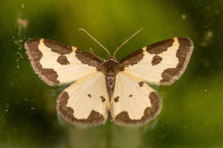 cloudedborder02 kedlockfeus 180621