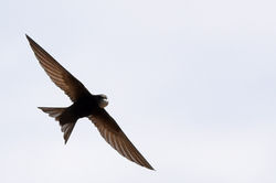 swift11 kinshaldy 080717