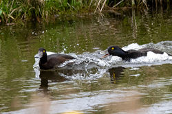tuftedduck01 carphin 020525