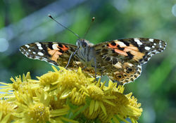 paintedlady03 tentsmuirpoint 300719
