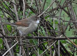 whitethroat04 edenside 300819