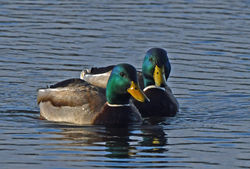 mallard01 mortonlochs 210120