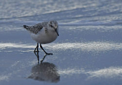 sanderling03 balcomiebeach 241120