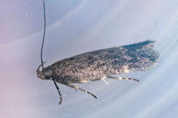 Bryotropha similis03 cambo 240626